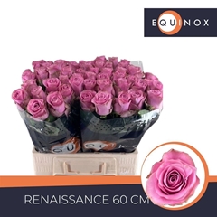 Rosa Renaissance 60cm