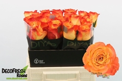 Rosa Diya's Fire 40cm
