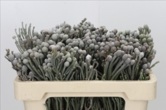 Brunia Laevis 50cm