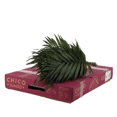 Chamaedorea Chico Leaf Per Bunch 45cm