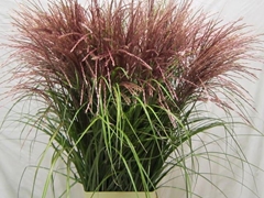 Miscanthus Rotfeder 90cm