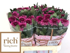 Chrysanth Single Barca Splendid 80cm 75gr.