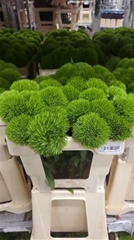 Dianthus Barb Kiwi Mellow 50cm