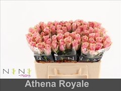 Rosa Athena Royale 50cm