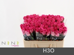 Rosa H3o 50cm