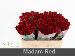 Rosa Madam Red 50cm