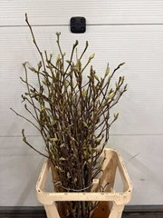 Magnolia Grandiflora 100cm