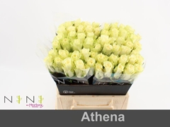 Rosa Athena 40cm