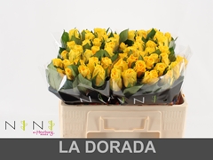 Rosa La Dorada 50cm