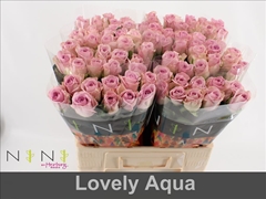 Rosa Lovely Aqua! 60cm