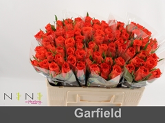 Rosa Garfield+ 50cm
