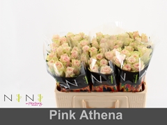 Rosa Pink Athena 50cm