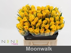 Rosa Moonwalk 40cm