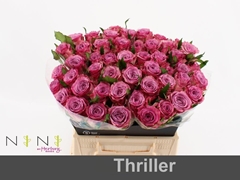 Rosa Thriller 40cm