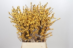Ilex Verticillata Magical Citronella 100cm