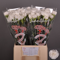 Dianthus Single Antarctica 60cm