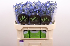 Delphinium Single Lince 70cm