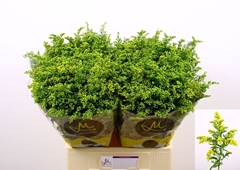 Solidago Carzan Glory 70cm 40gr.