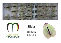 Anthurium Silvia 9cm Hd