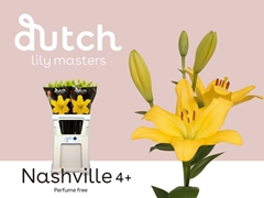 Lily La Nashville 90cm 4+