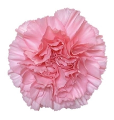 Dianthus Single Betsy 55cm