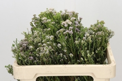 Agathosma Ovata Witte Klip 50cm