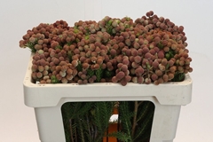 Berzelia Squarrosa 50cm