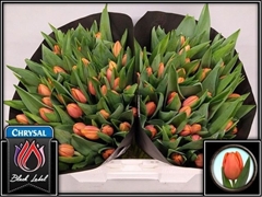 Tulip Single Time Out 40cm 55gr.