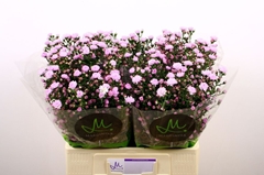 Aster Double Date Pink 60cm 15gr.
