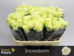 Rosa Snowstorm+ 70cm