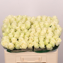 Rosa Snowstorm+ 50cm