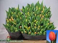 Tulip Single Time Out 40cm 45gr.