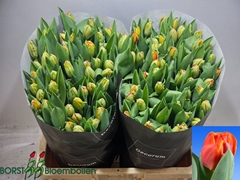 Tulip Double Queensday 45cm 45gr.