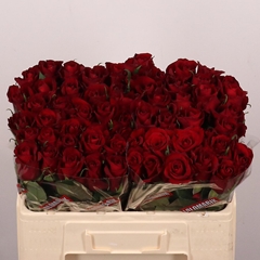 Rosa Ever Red 50cm