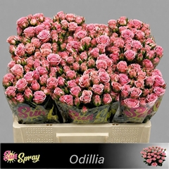 Rosa Spray Odilia 50cm 4+