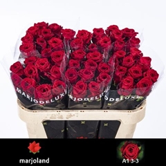 Rosa Red Naomi! 70cm