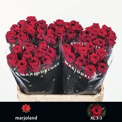 Rosa Red Naomi! 80cm