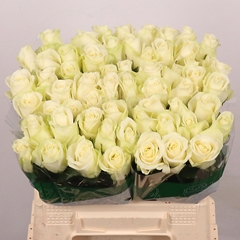 Rosa Snowstorm+ 40cm