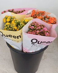 Kalanchoe Mix 40cm