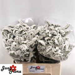 Limonium Sinuatum Harmony Wings 60cm 20gr.