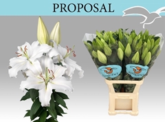 Lily Oriental Proposal 100cm 5+