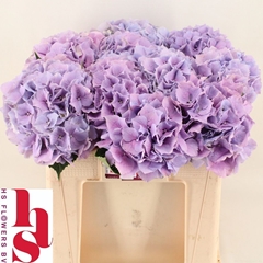 Hydrangea Royal Benefit 50cm 14-16cm Hd