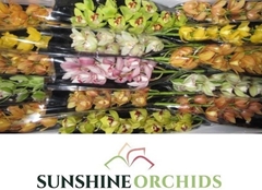 Cymbidium Mini Mix 50cm