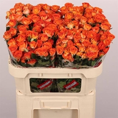 Rosa Spray Ariya 70cm 5+