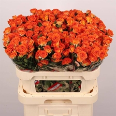 Rosa Spray Ariya 80cm 5+