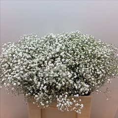 Gypsophila Paniculata Xlence 60cm 15gr.