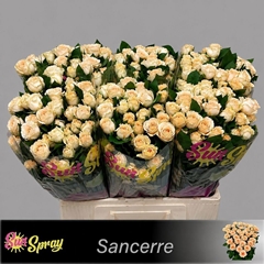 Rosa Spray Sancerre 60cm 6+