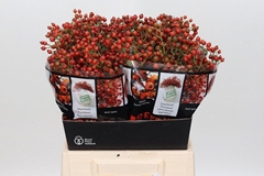 Rosa Autumn Rosefruits 45cm