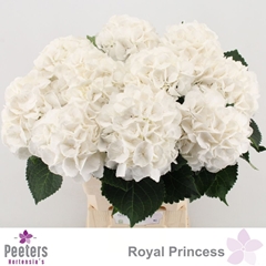 Hydrangea Royal Princess 65cm 17-19cm Hd