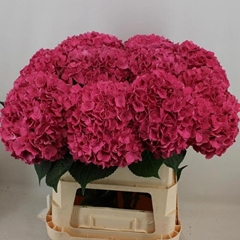 Hydrangea Rodeo Red 80cm 19-21cm Hd
